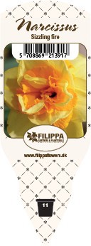 NARCISSUS INCOMPARABILIS, D 11