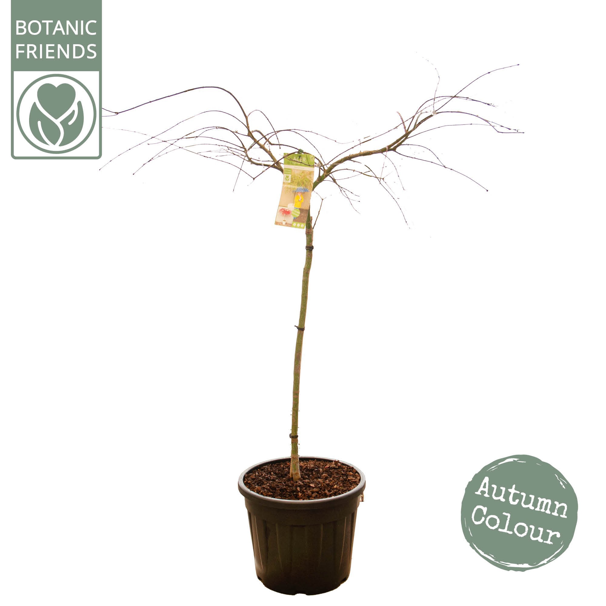 Acer palm. 'Emerald Lace' C35 halfstam, D 35