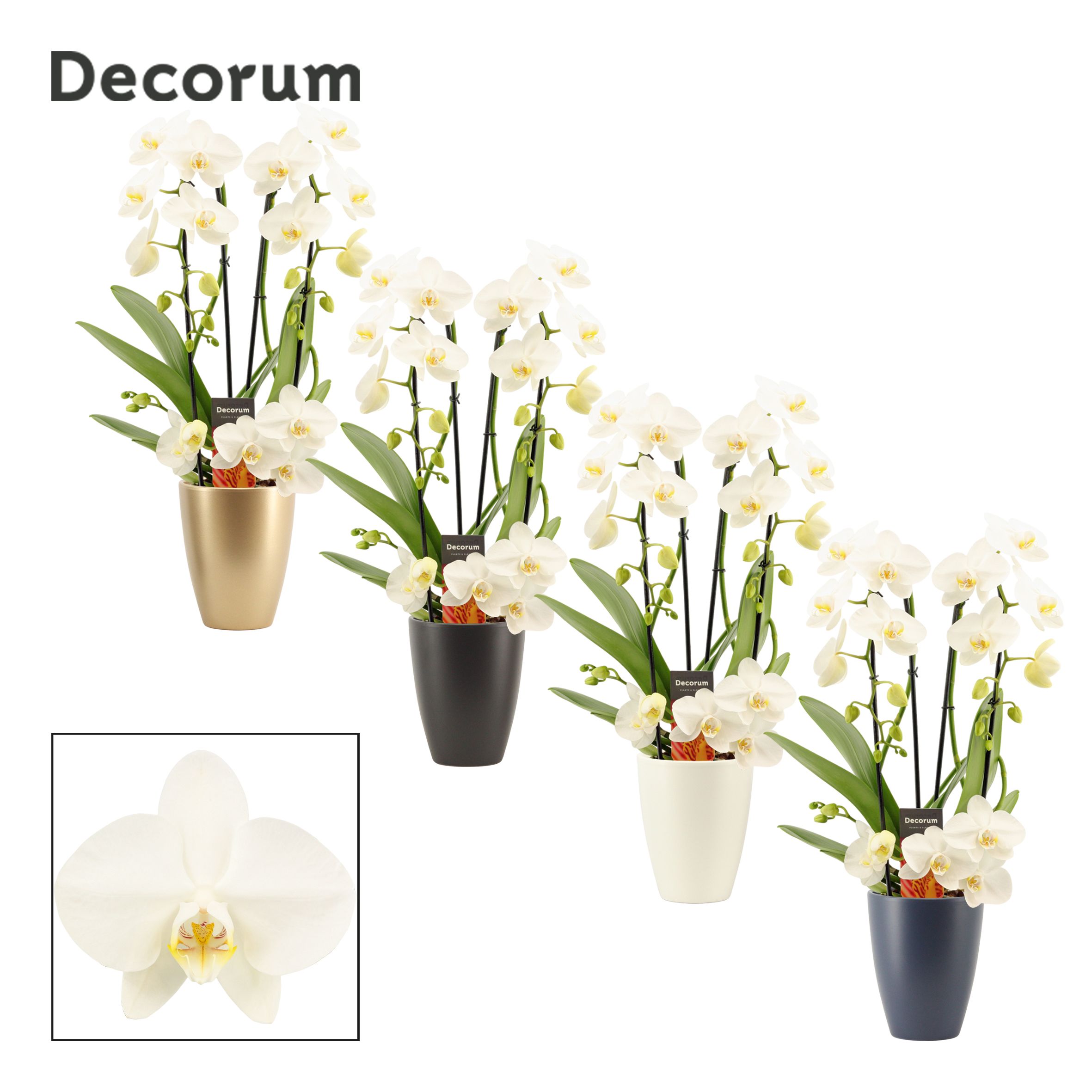 Phalaenopsis twirl wit in Carly (Neo Architect-collection), D 12 cm