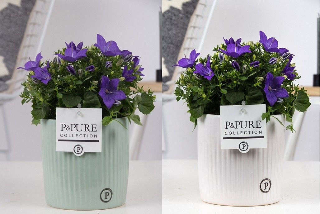 Campanula 'Napoli' Pure Sophie, D 15