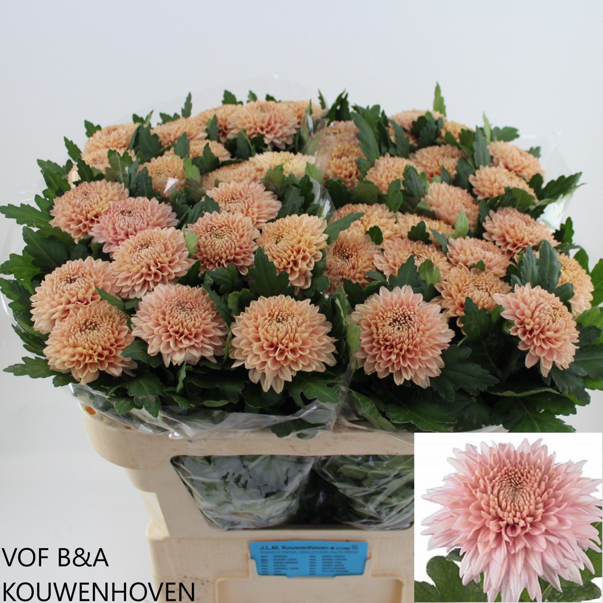 Хризантема од. Мариель 70, шт.