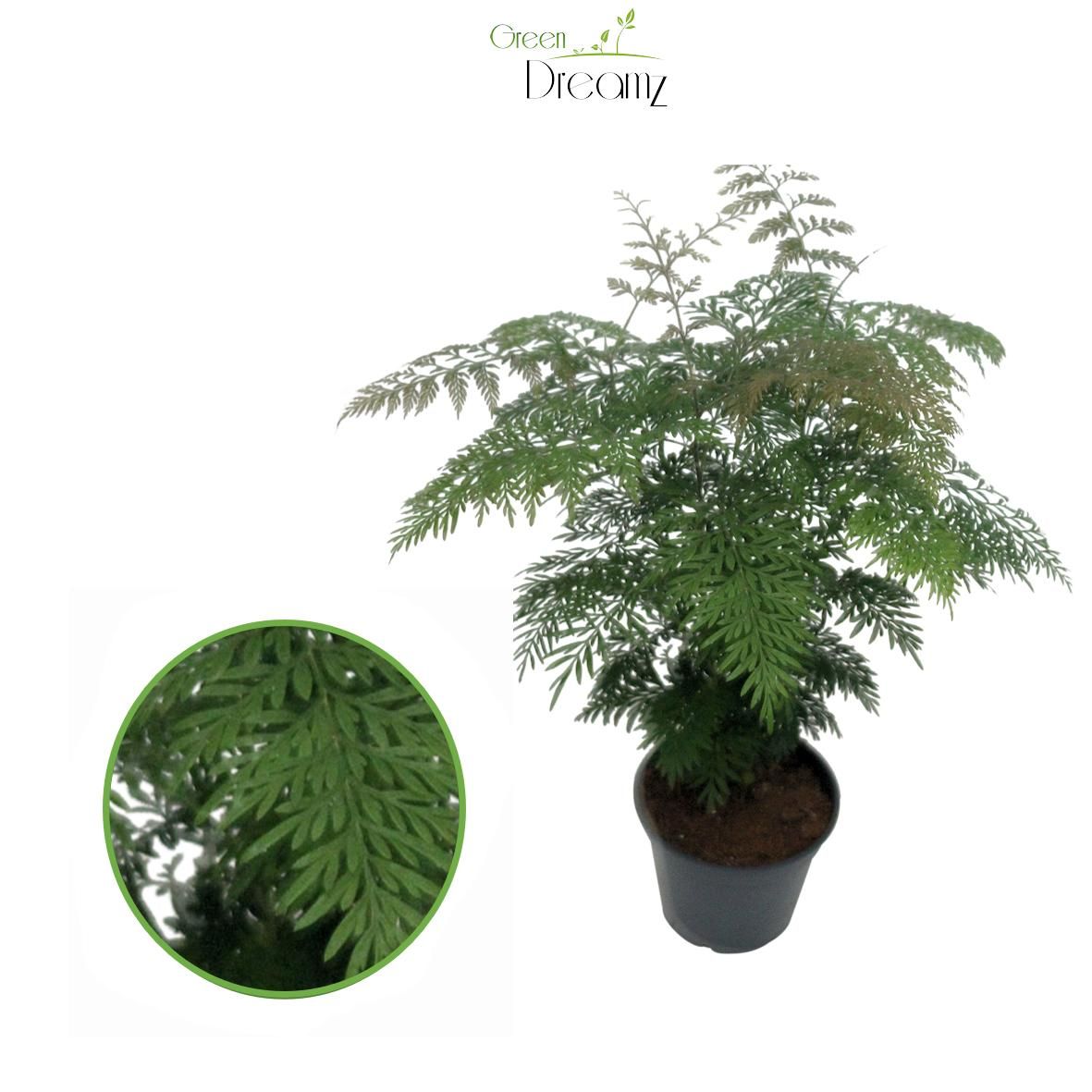 Grevillea Robusta, D 17 cm