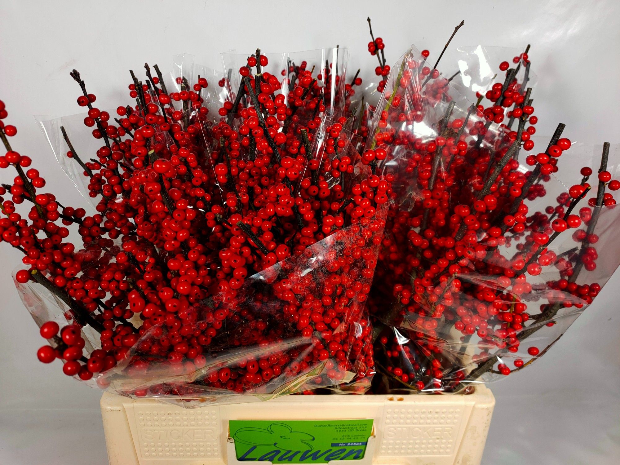 Илекс Красные ягоды 60, шт.