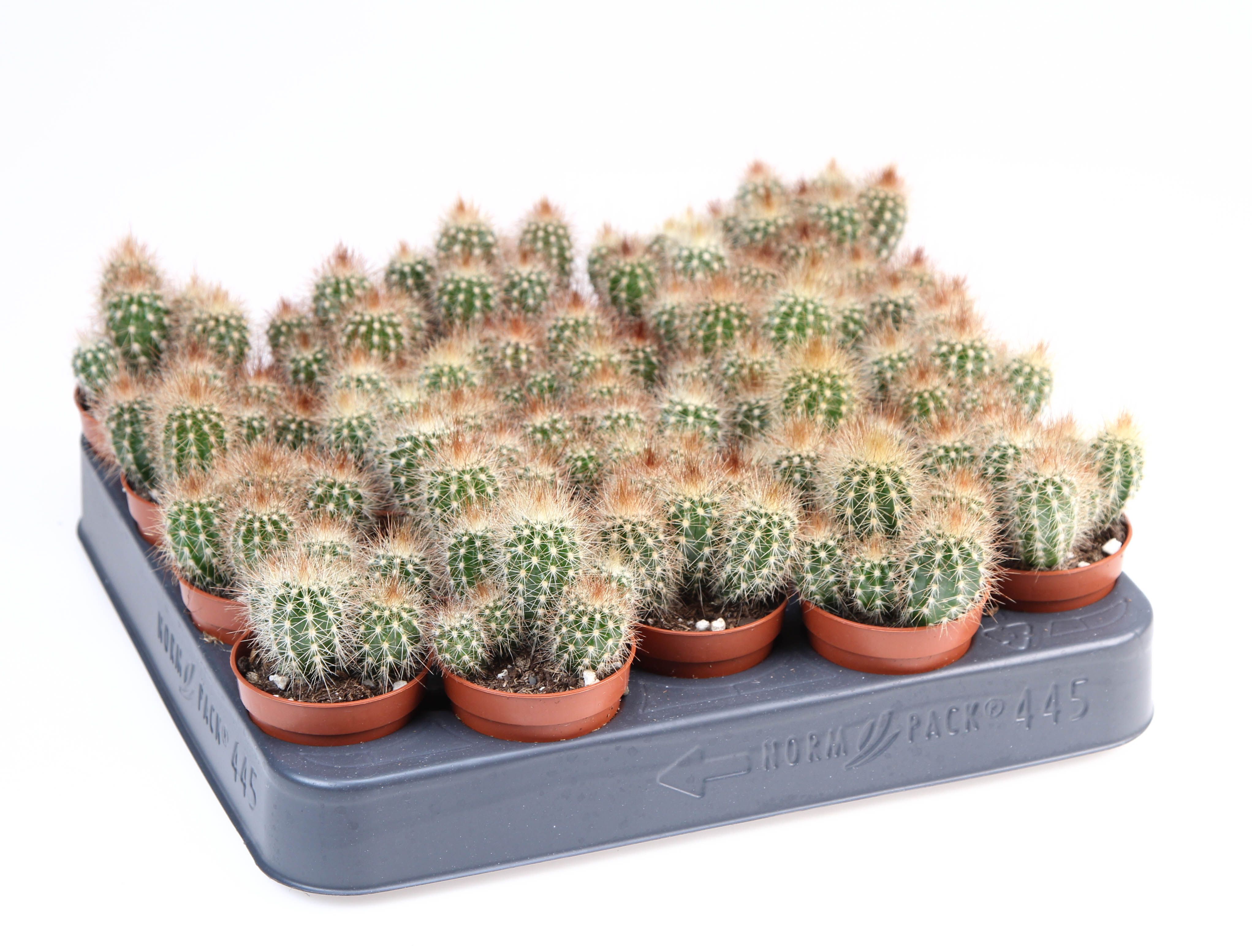 Pilosocereus chrysostele, D 5,5