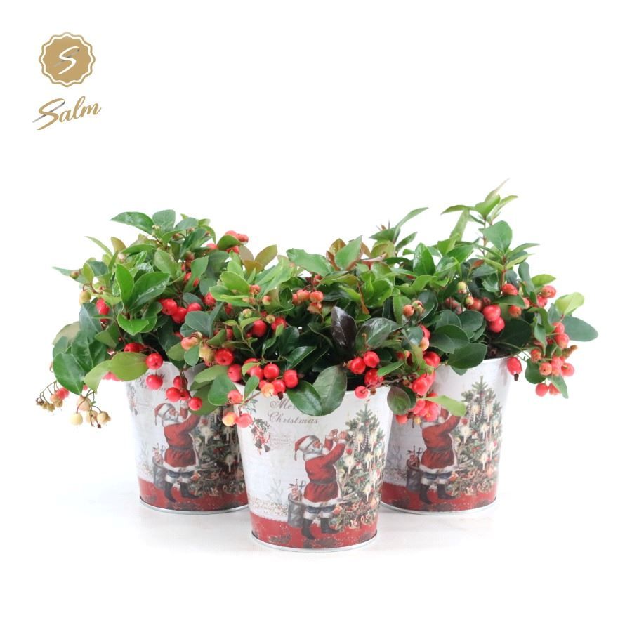 Gaultheria pr. 'Big Berry'® P12 in Zinc Santa, D 14 cm