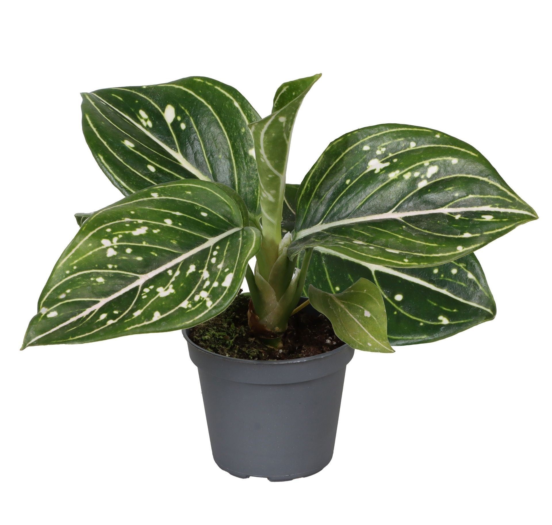 Aglaonema Toms Pride 6 cm, D 6