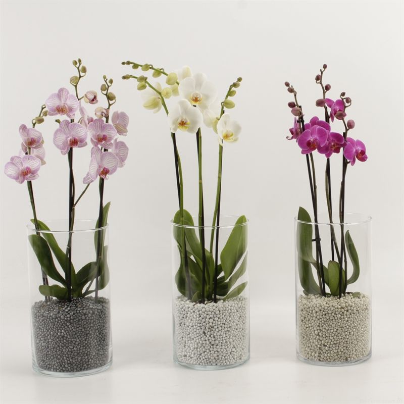 Phalaenopsis gemengd 3 tak gemengd in glasvaas decoballs Modern Living colors, D 12