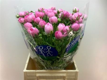 Ранункулус Элеганс Пинк 45, шт.