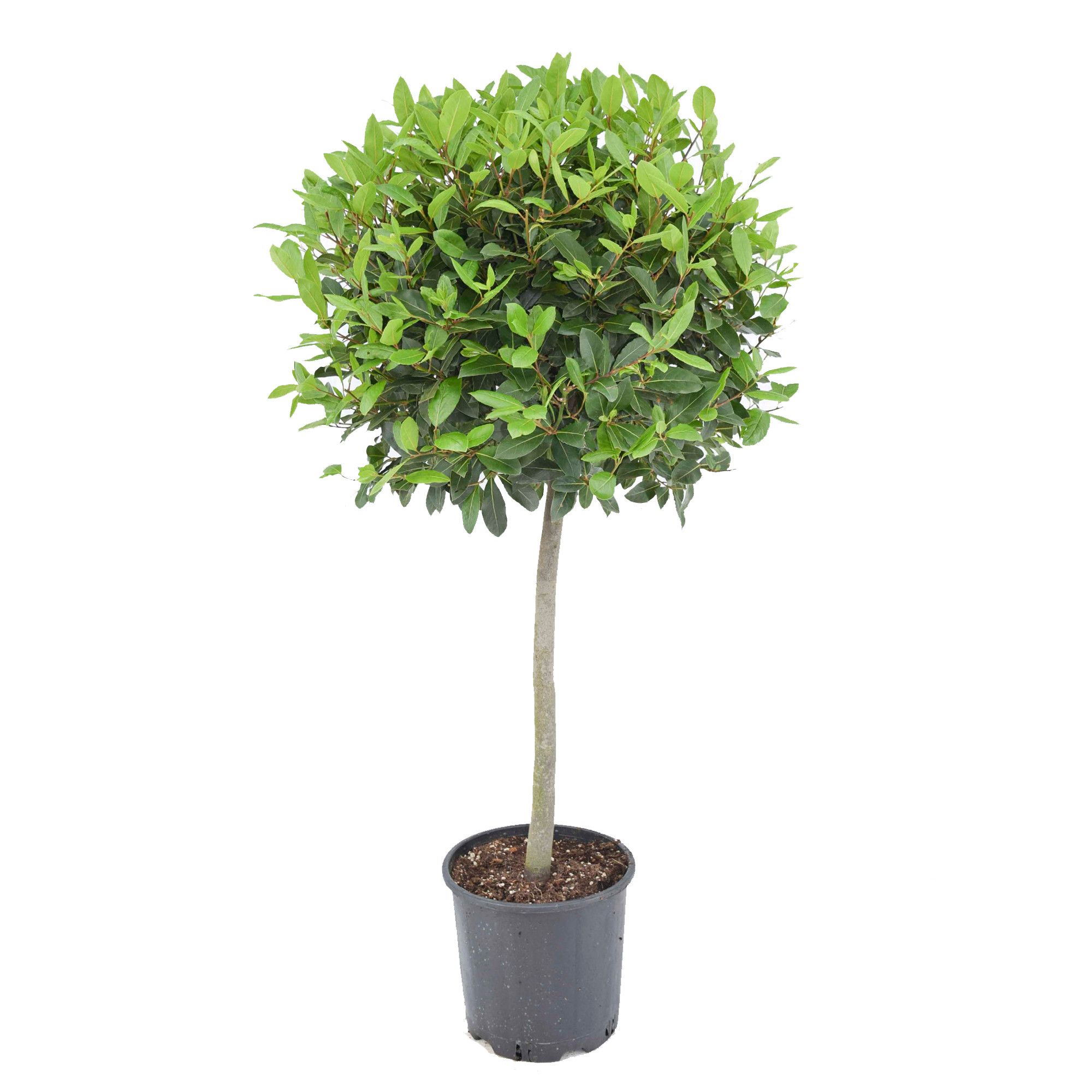 Laurus nobilis Bol op stam, D 30