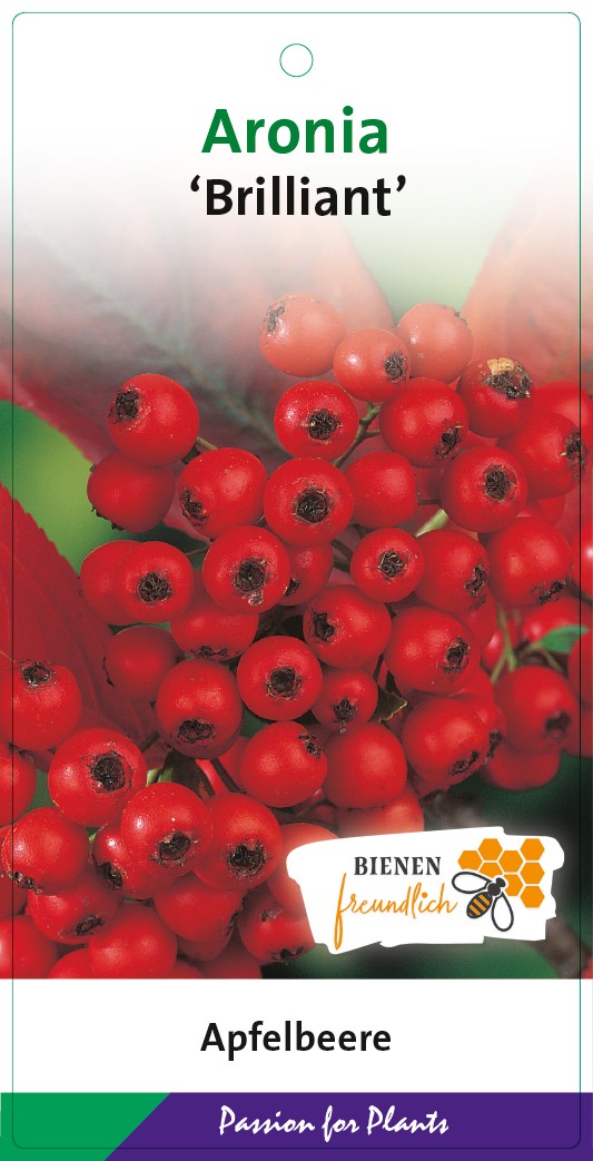 Aronia arb. 'Brilliant' 50-60C5, D 23 cm