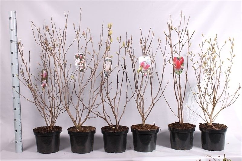 Magnolia geknopt, D 26 cm Magnolia geknopt, D 26 cm