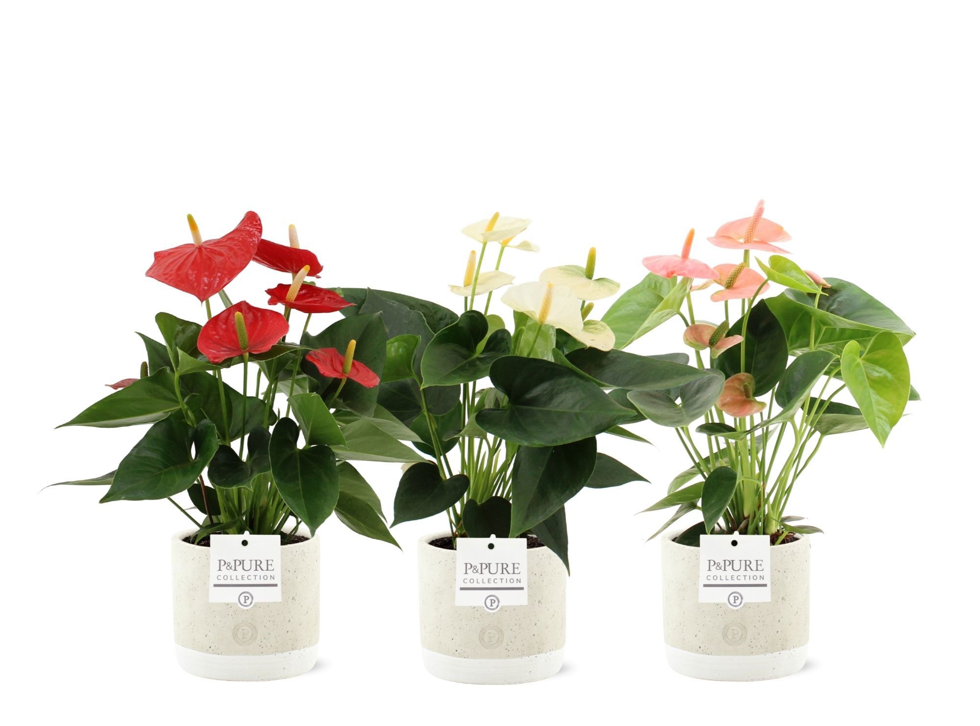 Anthurium 3 color mix in Pure Jade ceramics, D 12