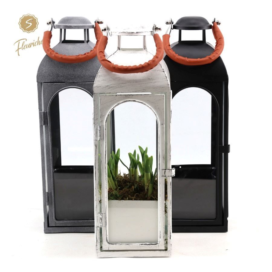 (7803) Narcissus Lantern Lauderdale 3PP Mos, D 15