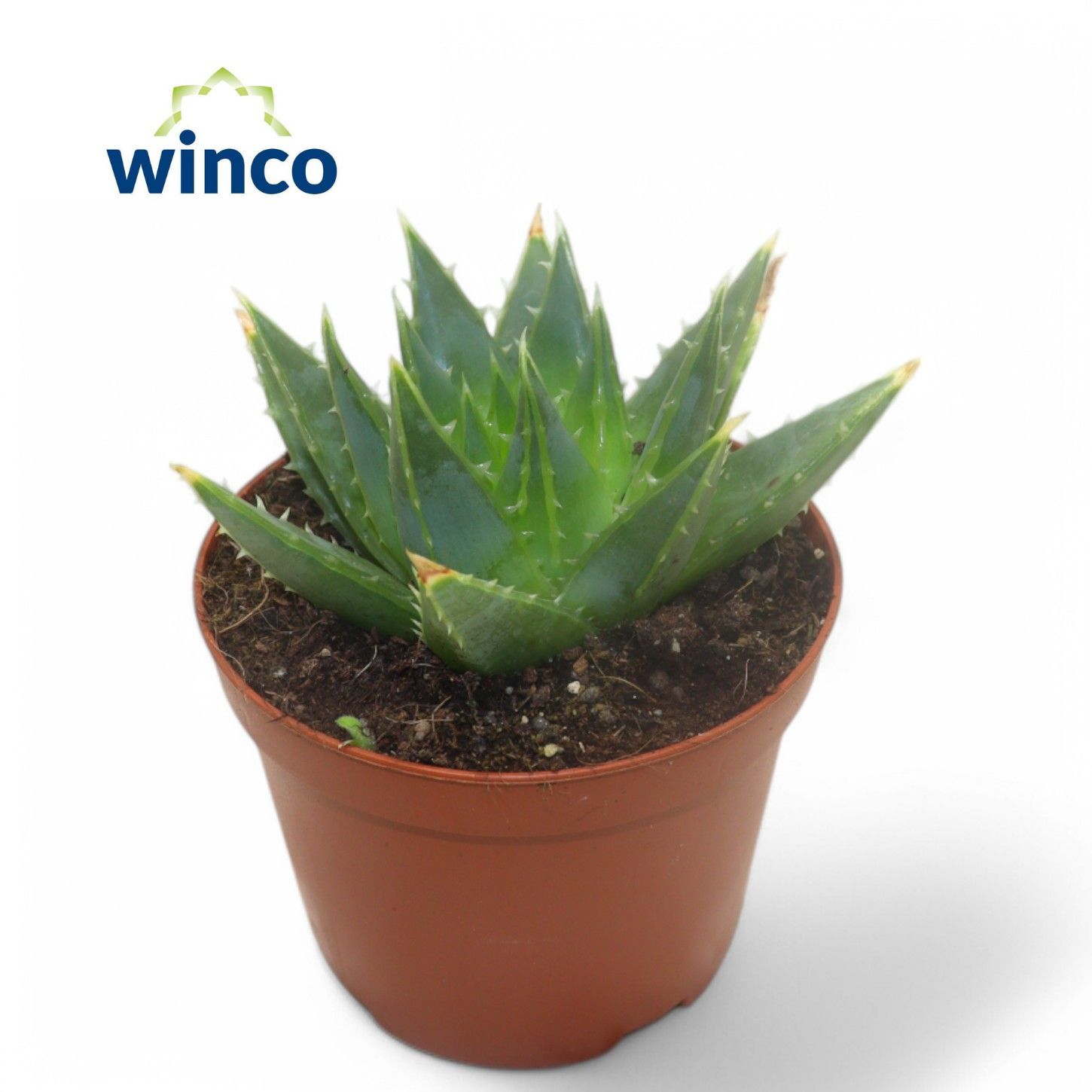 Aloe Pollyphylla, D 10,5 cm