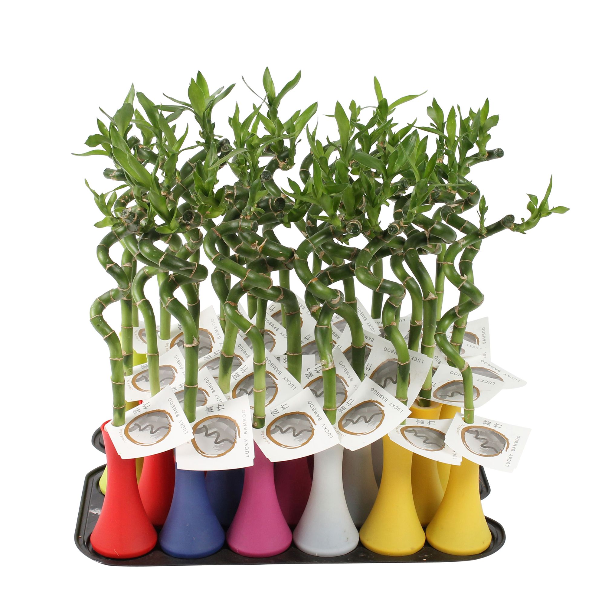 Lucky Bamboo Stem Spiral 30cm in Tube Vase Colormix Big, D 6 cm