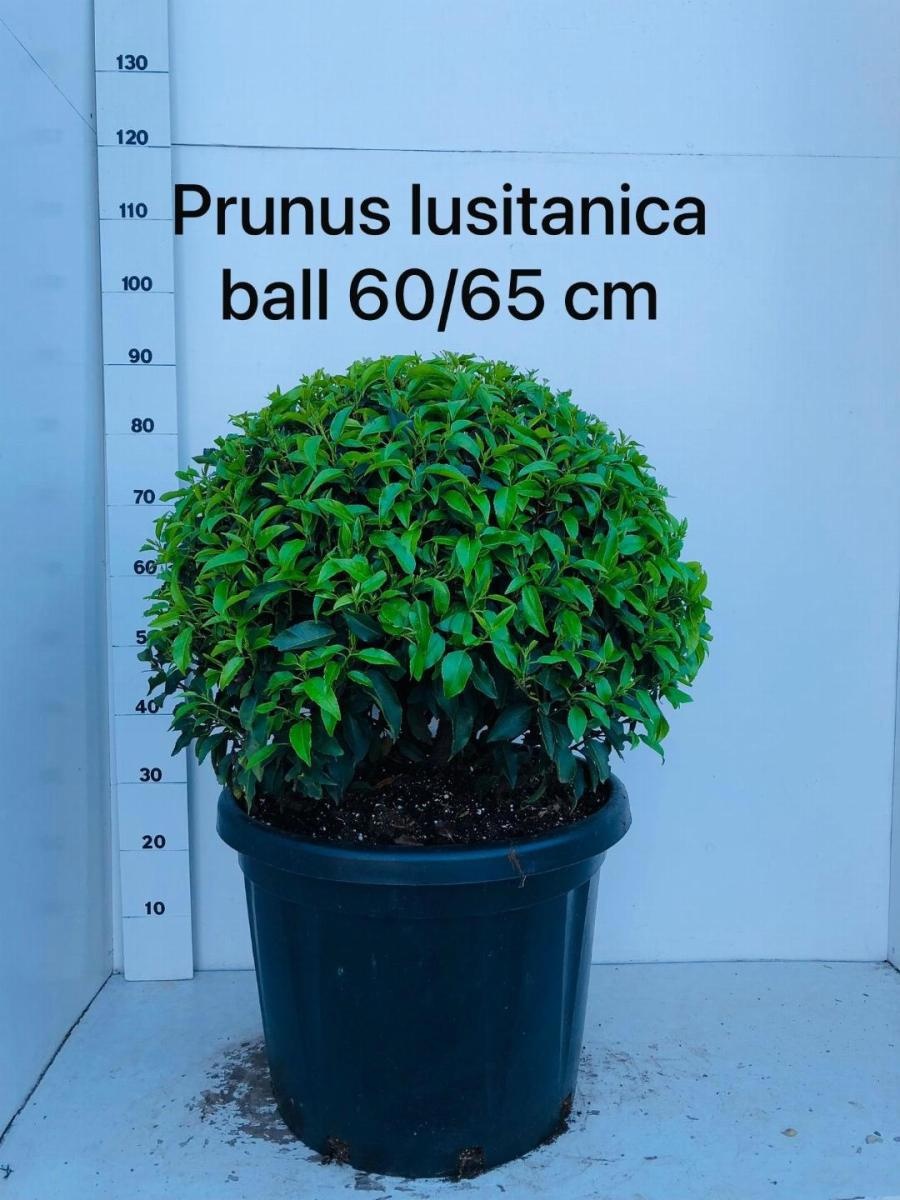 Prunus lusitanica 'Angustifolia', bol, D 55