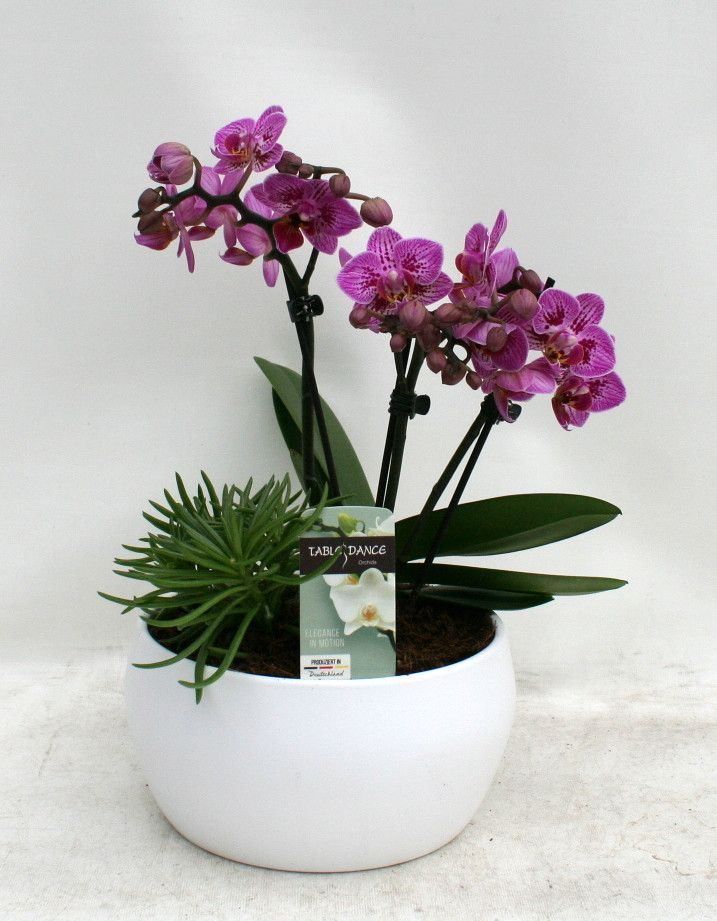 Phal. 3 tak 'Mix' 9 cm Topf 'Table Dance' + Beipflanze in Schale 'Maui' taupe oder weiß, D 17