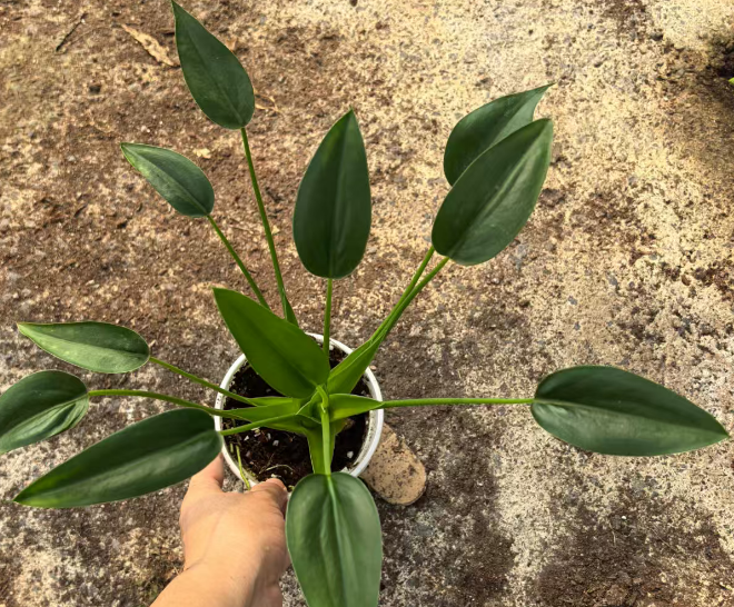 Алоказия 0.3 Галлон Тонй Дансер 12 30