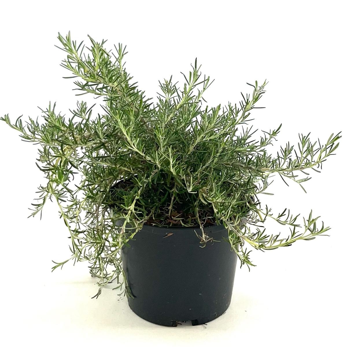 Rosmarinus off. 'Pointe du Raz', D 17