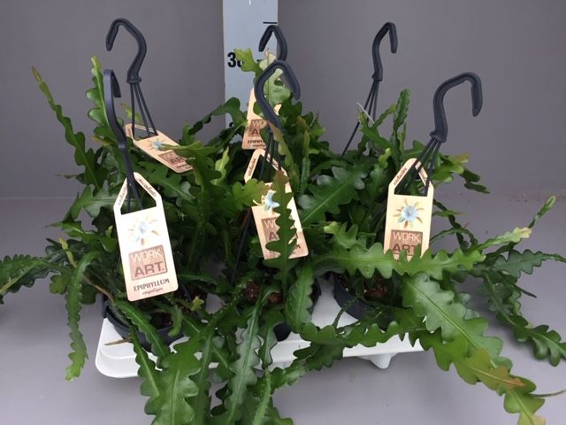 Epi. Anguliger Hang 12 cm, D 12 cm