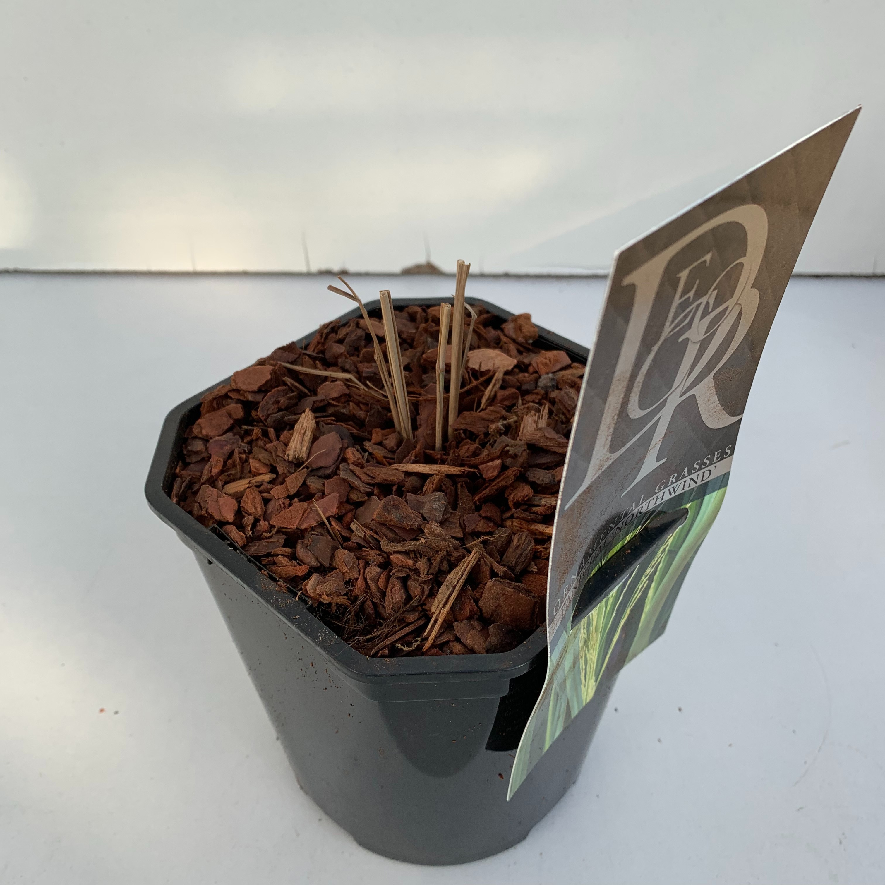 Panicum 'Northwind', D 17