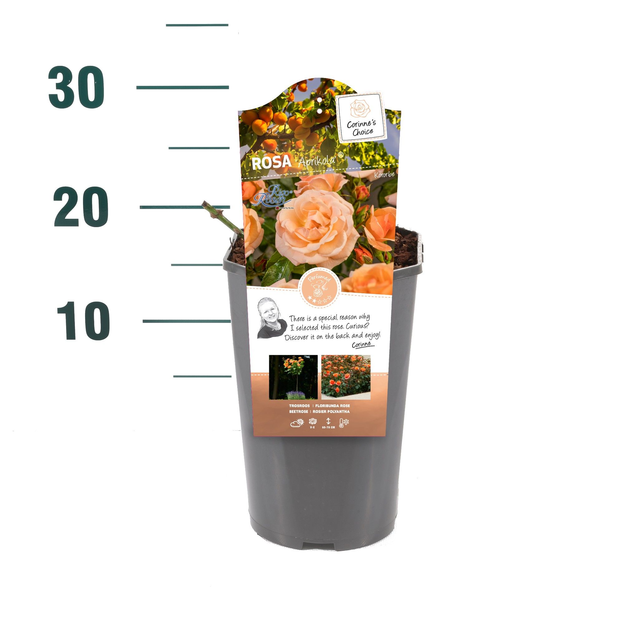 Rosa 'Aprikola' - Struik - C3rp - Categorie 3, D 19 cm