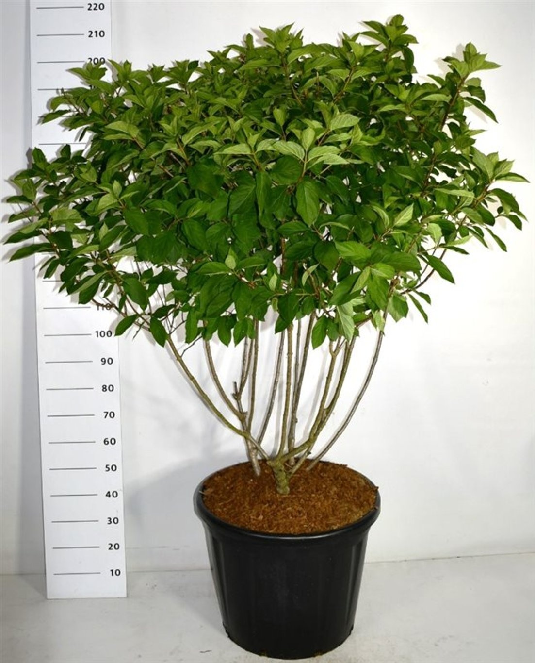 Hydrangea pan. 'Polar Bear', D 60