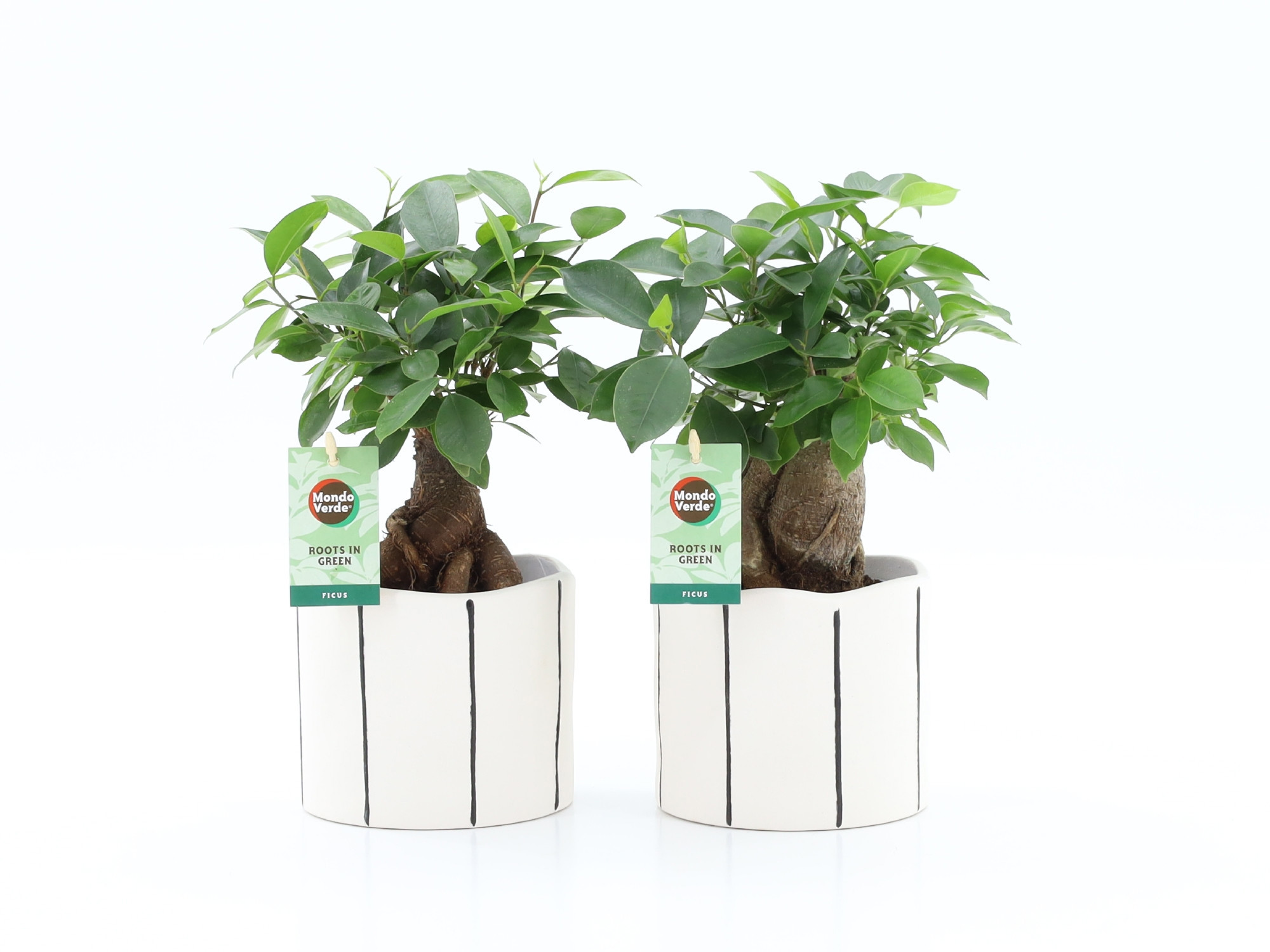 Ficus microcarpa Retusa in Banksy keramiek, D 13 cm