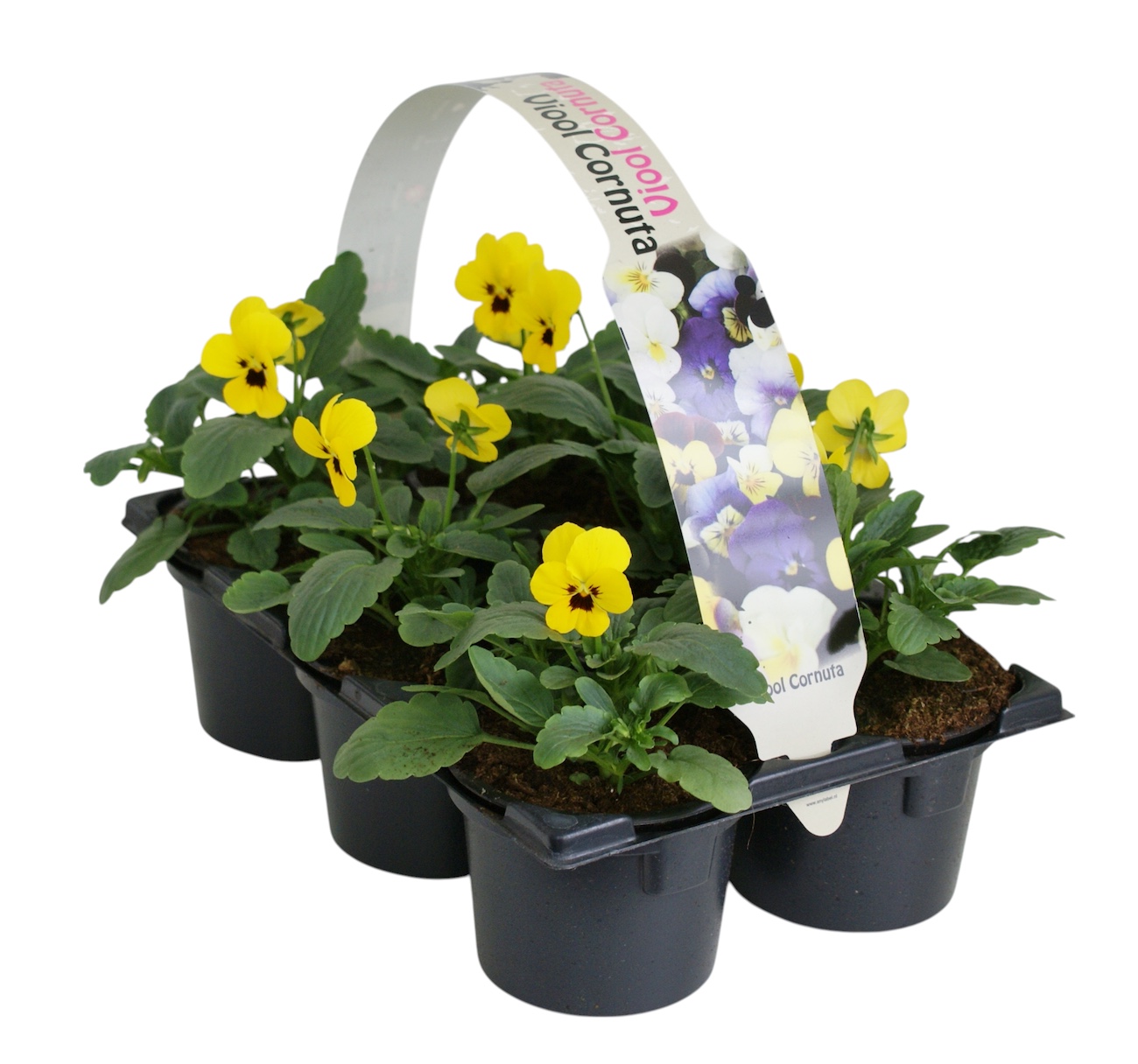 Viool corr geel oog 6p, D 9