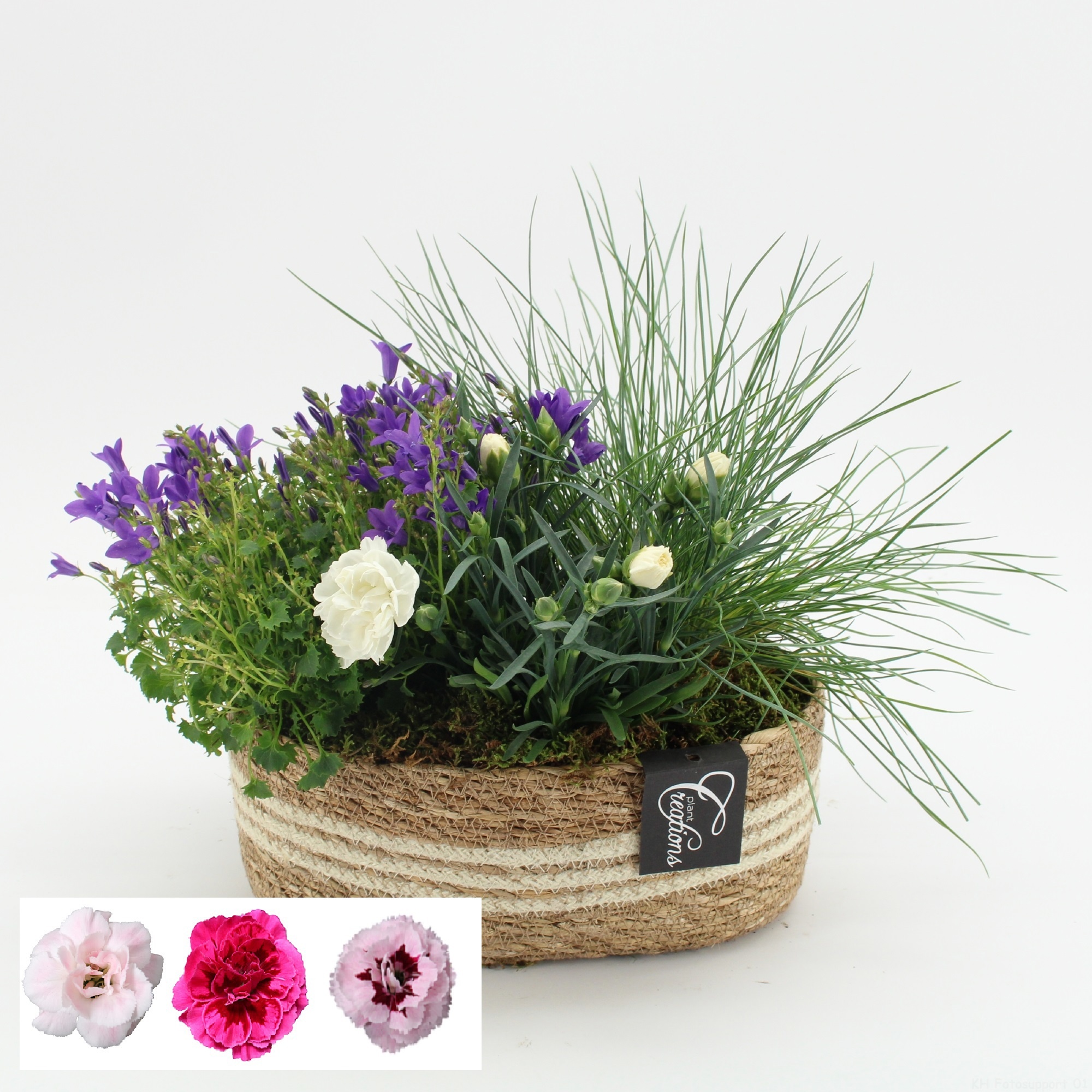 CACR-2620 Campanula creations, D 24