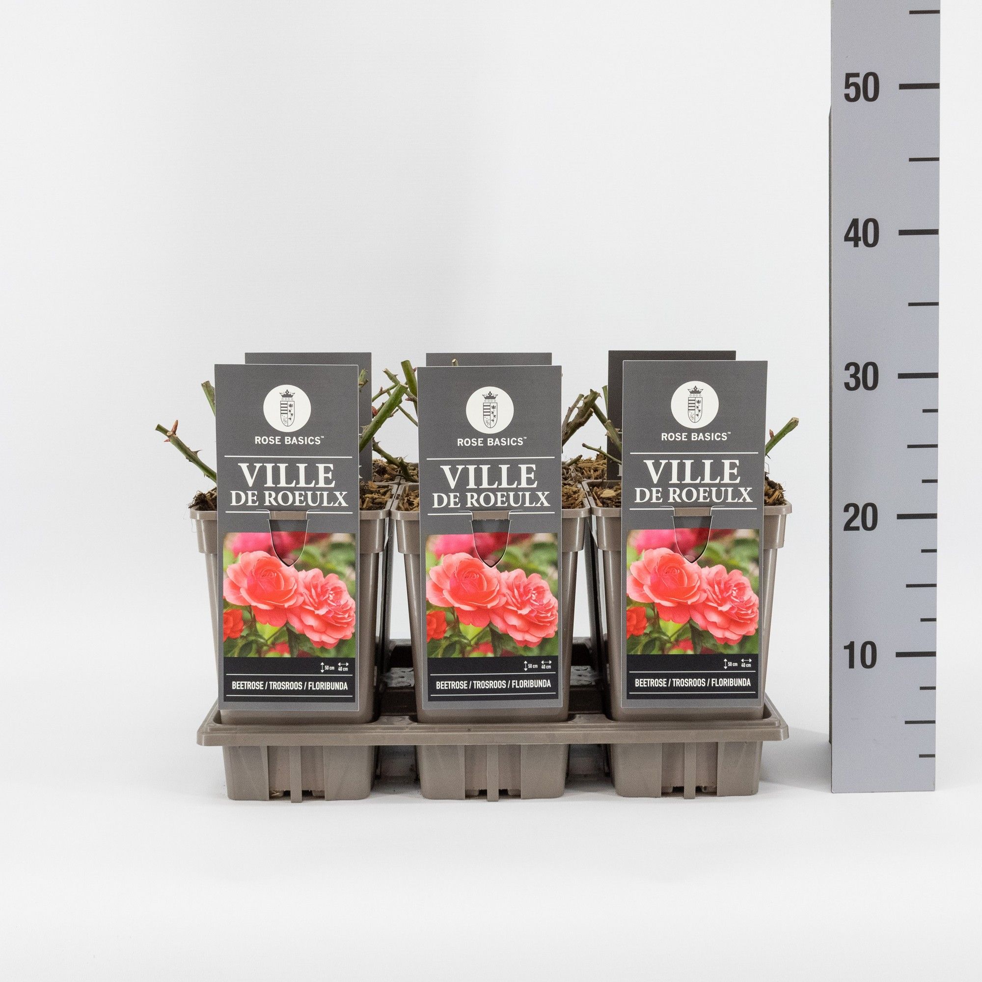 Rosa (F) Ville de Roeulx, C3, D 17 cm