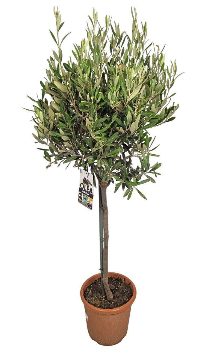 Olea Europaea Stem - 1241, D 21 cm Olea Europaea Stem - 1241, D 21 cm