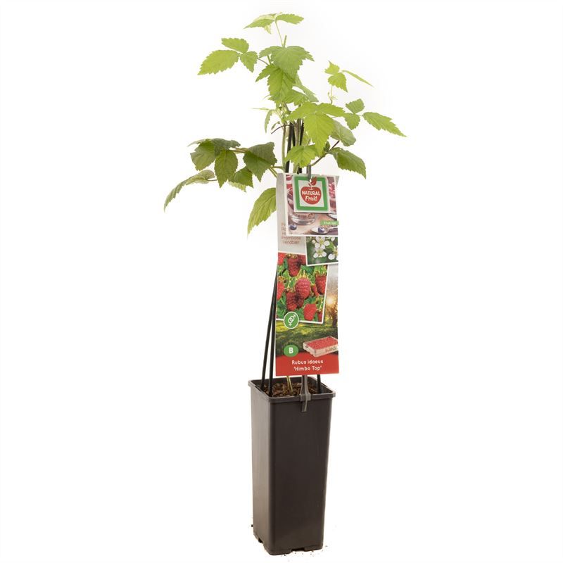 Rubus idaeus Himbo Top Grote rode herfstframboos, D 11