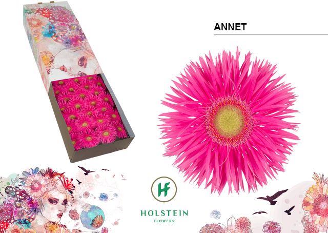 Гербера Спайдер Аннет x50, шт.