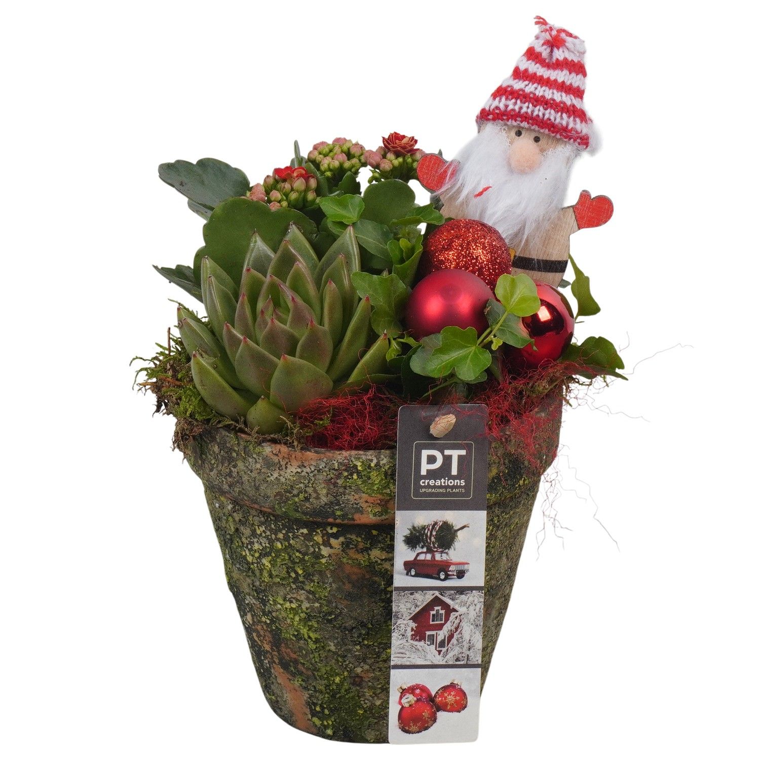 PTCHR7362 Arrangement Christmas Red in terracotta pot, D 13 cm