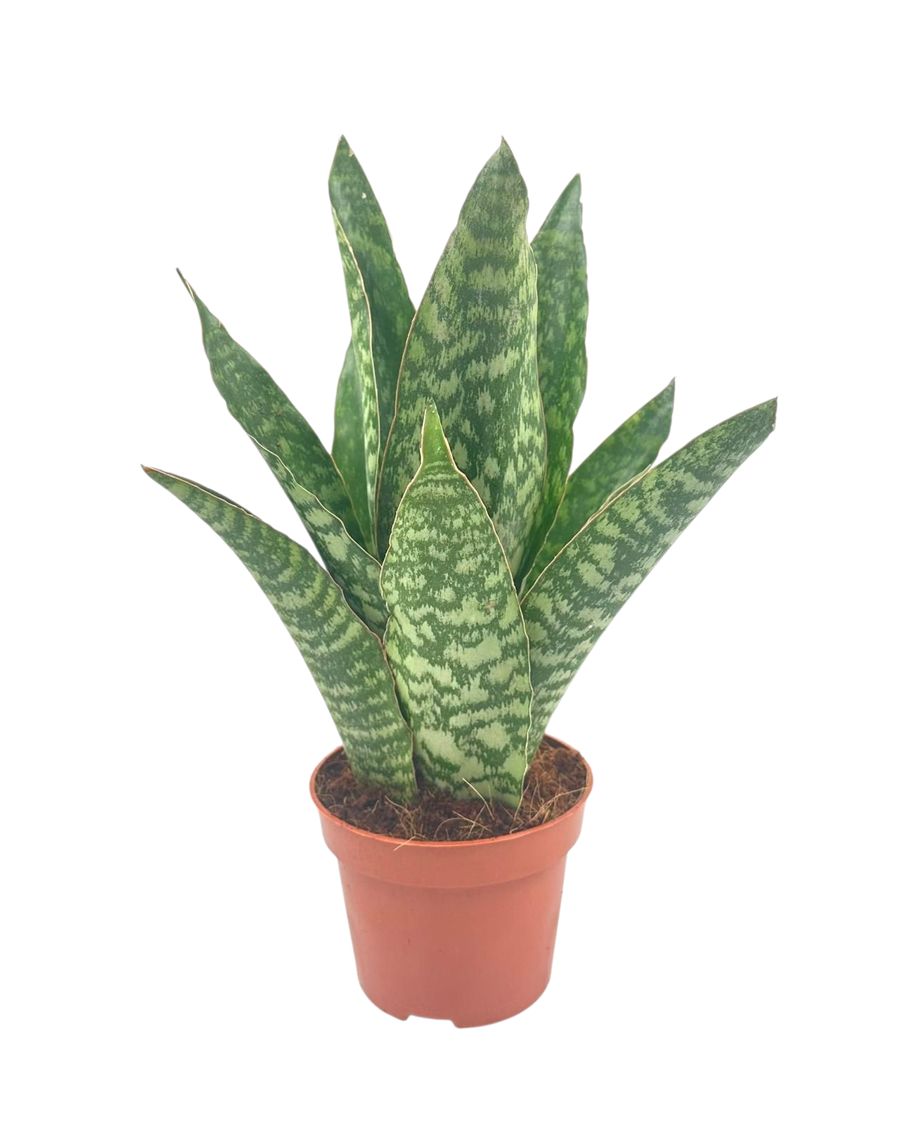 Sansevieria Aubrytiana 12 cm, D 12