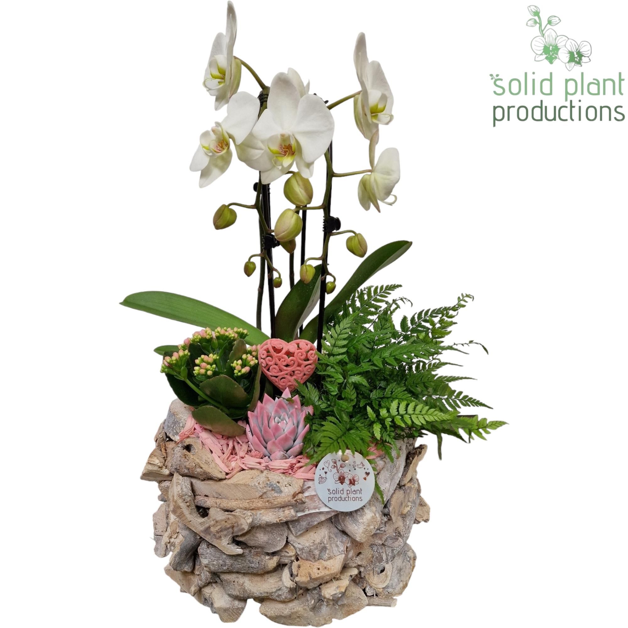 PE008 Driftwood White Washed Round Pink VM, D 31