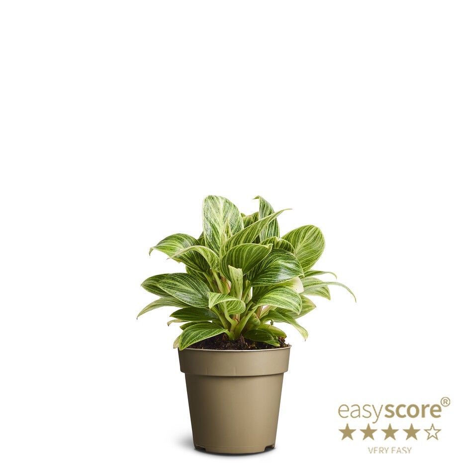 PHILODENDRON ERUBESCENS 'Peridot', D 9