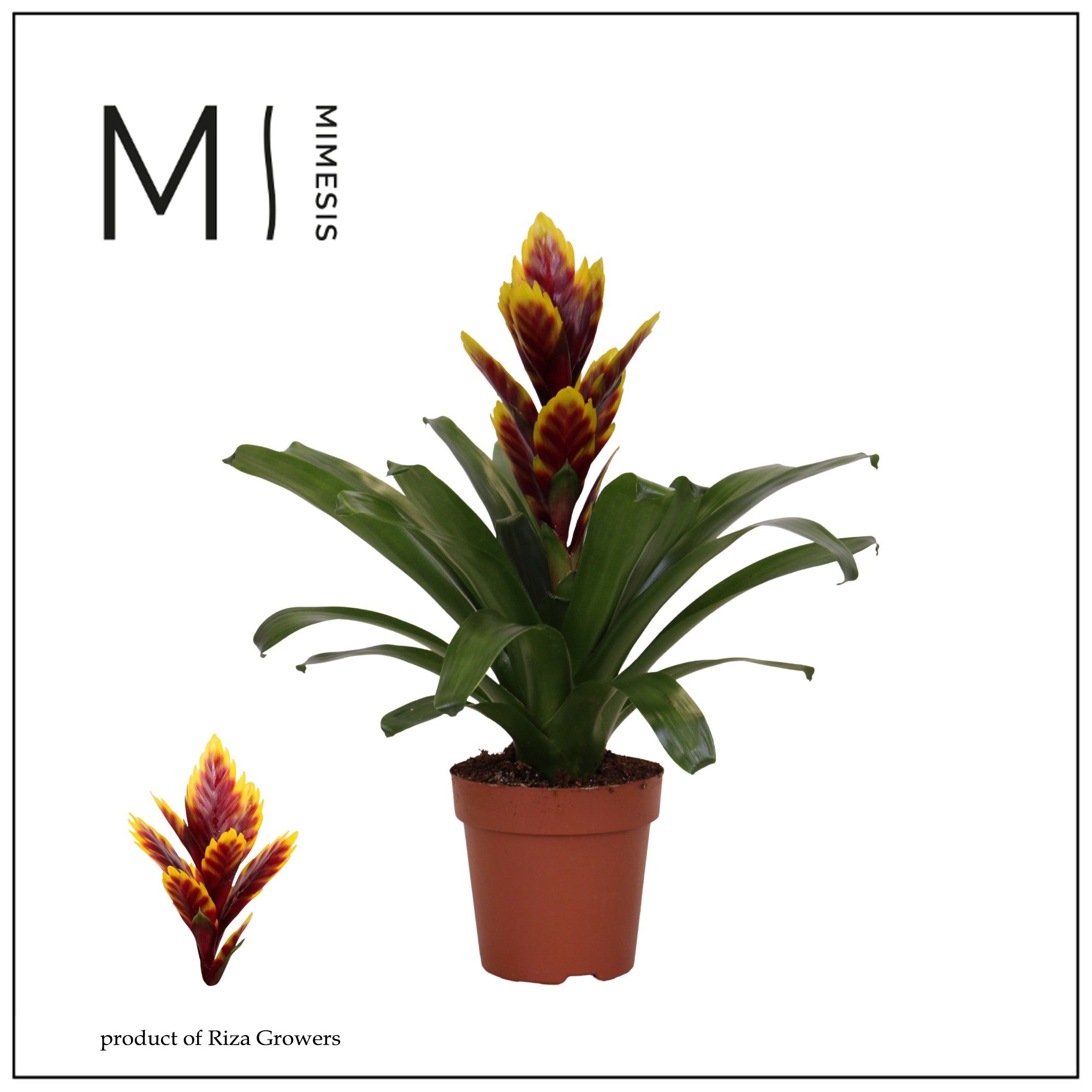 Vriesea Intenso Purple Flame - 12cm | Mimesis, D 12