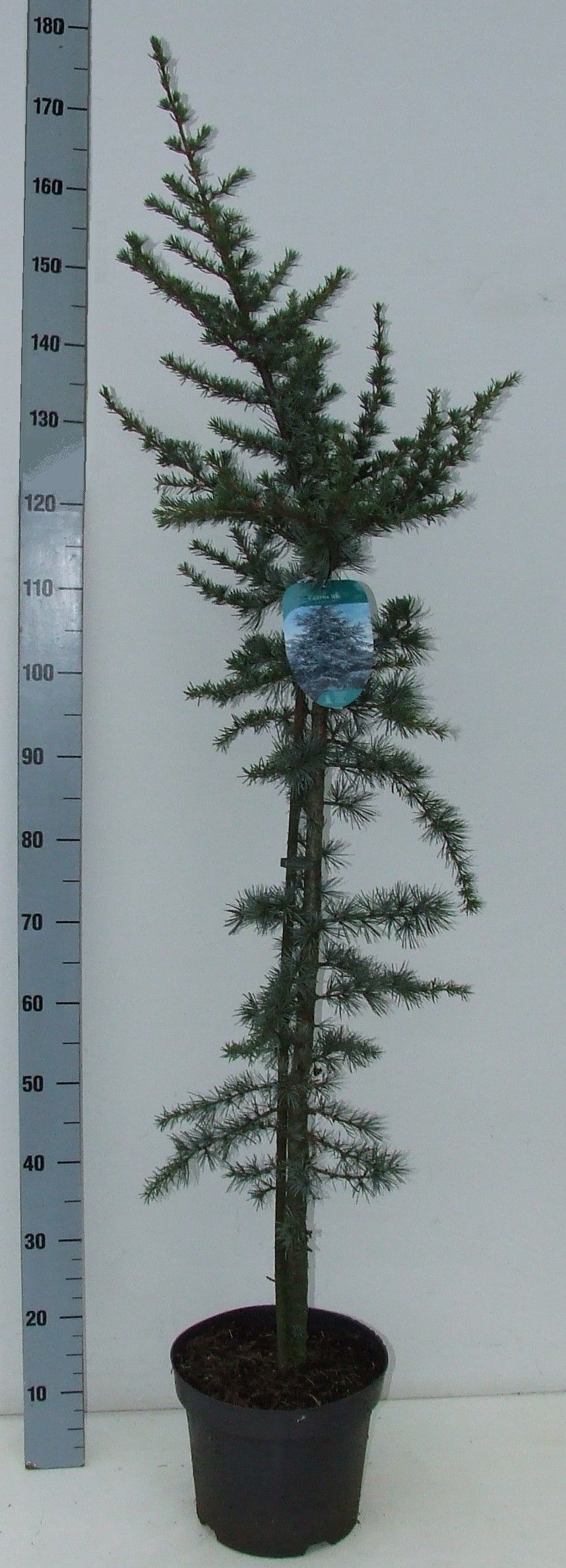 Cedrus libani 'Glauca' 160+ P26, D 26