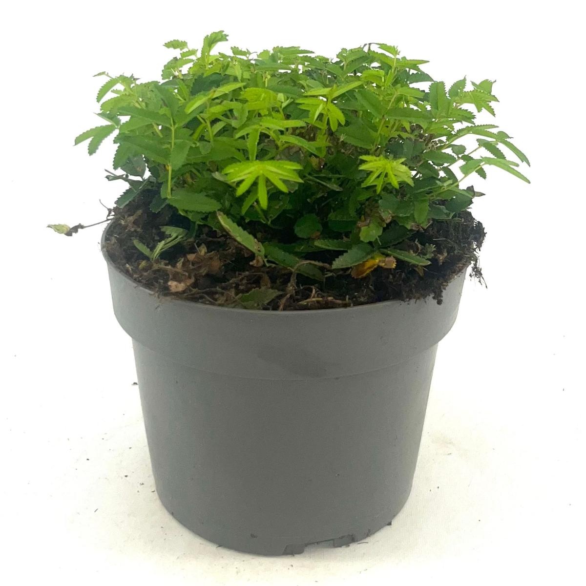 Sanguisorba o. 'Pink Tanna', D 17 cm