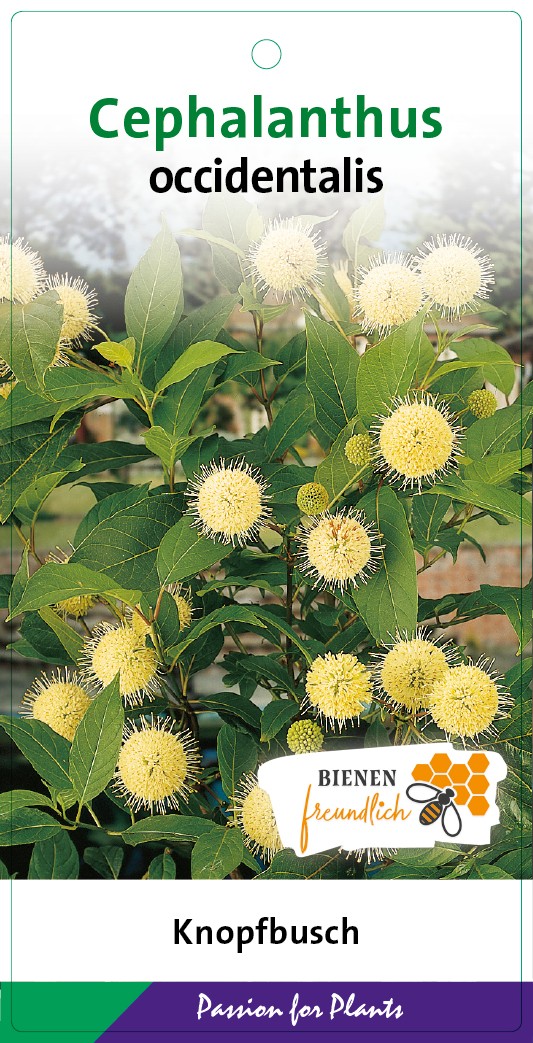 Cephalanthus occidentalis 50-60C10, D 28 cm Cephalanthus occidentalis 50-60C10, D 28 cm