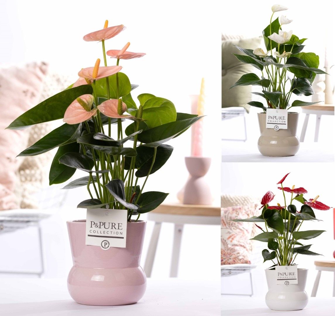 Anthurium mix in P&PURE Plant Vase Maxima ass. 3, D 12 cm
