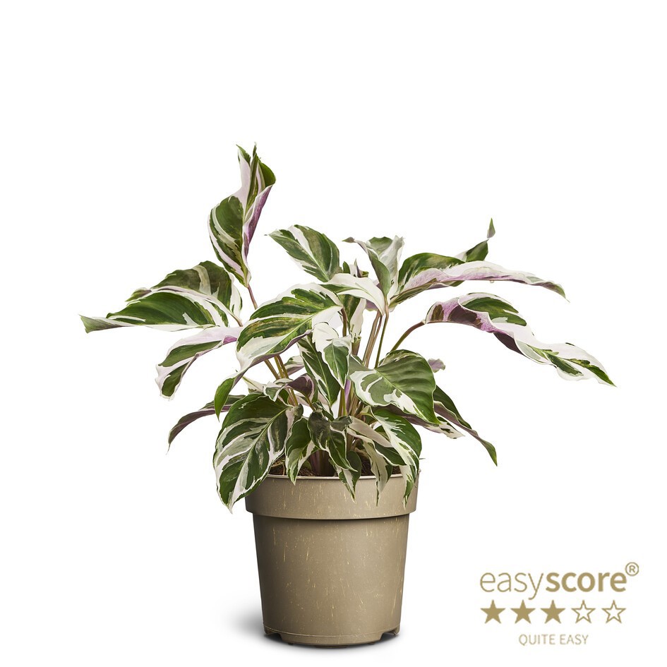 CALATHEA SPECIES 'White Miracle, D 11 cm