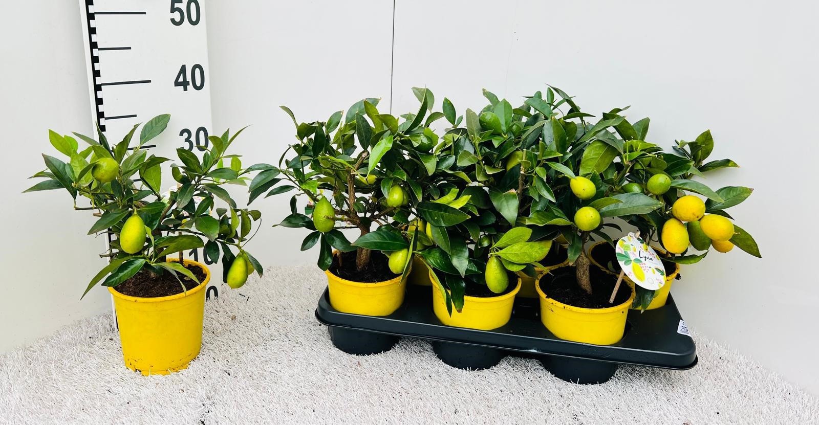 Citrus floridana Limequat medi-stem (s2), D 14