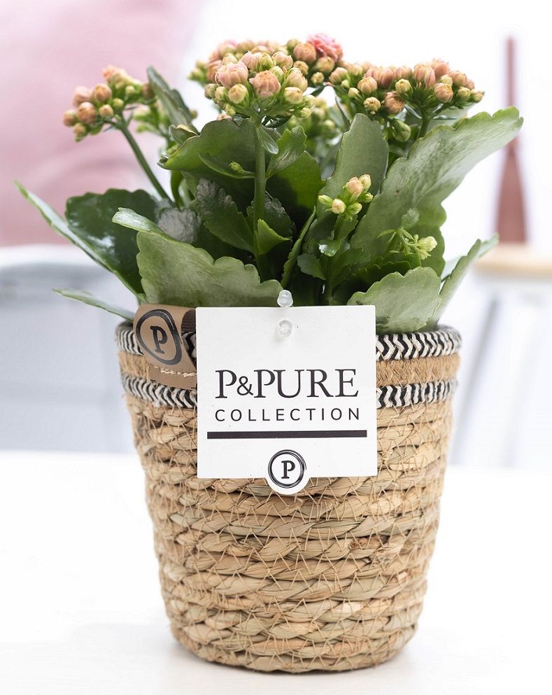 Kalanchoe pink in P&PURE Basket 6, D 12