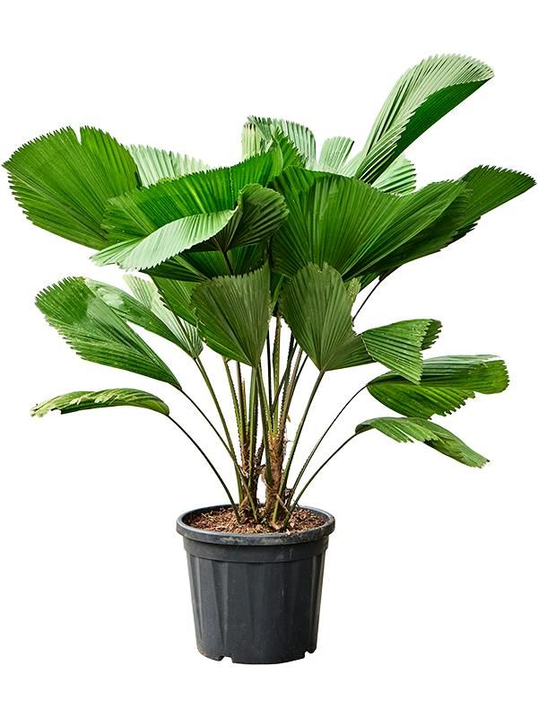 Licuala grandis, D 30