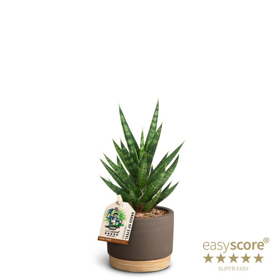 SANSEVIERIA TRIFASCIATA 40632872 WB Mocca 'FRANCISII', D 7 cm SANSEVIERIA TRIFASCIATA 40632872 WB Mocca 'FRANCISII', D 7 cm