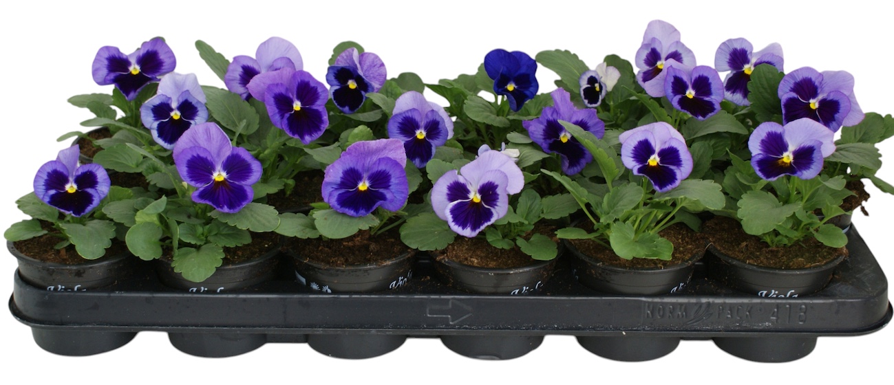 Viool F1 licht blauw p9, D 9 cm Viool F1 licht blauw p9, D 9 cm