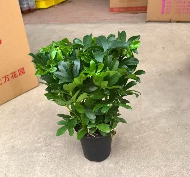 140 Счеффлера 14 30